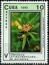 Colnect-1630-089-Jacquinia-brunescens.jpg