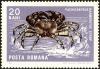 Colnect-5049-145-Marbled-Rock-Crab-Pachygrapsus-marmoratus.jpg