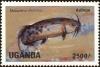 Colnect-4300-700-African-Electric-Catfish-Malapterus-electricus.jpg
