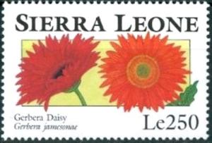 Colnect-4221-205-Gerbera-Daisy-Gerbera-jamesonii.jpg