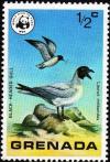 Colnect-1874-766-Black-headed-Gull-Larus-ridibundus.jpg