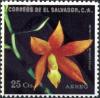 Colnect-2480-541-Epidendrum-vitellinum.jpg