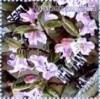 Colnect-3410-586-Rhododendron-Glaucophyllum.jpg
