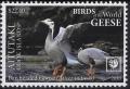 Colnect-7414-113-Bar-Headed-Goose-Anser-indicus.jpg