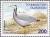 Colnect-1098-643-Bar-headed-goose-Anser-indicus.jpg