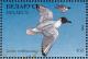 Colnect-1047-773-Black-headed-Gull-Larus-ridibundus.jpg