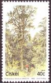 Colnect-2392-607-Podocarpus-Falcatus.jpg