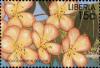 Colnect-3977-573-Rhododendron-Zoelleri.jpg