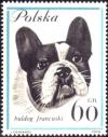 Colnect-4481-205-French-Bulldog-Canis-lupus-familiaris.jpg