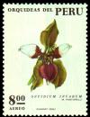 Colnect-1406-456-Orchids---Oncidium-incarum.jpg