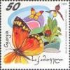 Colnect-1104-791-Greek-Clouded-Butterfly-Colias-aurorina.jpg