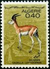 Colnect-2561-562-Slender-horned-Gazelle-Gazella-leptoceros.jpg