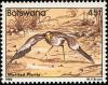 Colnect-597-750-African-Wattled-Lapwing-Afribyx-senegallus-.jpg