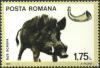 Colnect-620-527-Wild-boar-Sus-scrofa.jpg