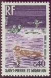 Colnect-875-196-Long-tailed-Duck-Clangula-hyemalis.jpg