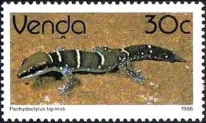 Colnect-2840-123-Tiger-Thick-toed-Gecko-Pachydactylus-tigrinus.jpg