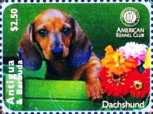 Colnect-5942-621-Dachshund-Canis-lupus-familiaris.jpg