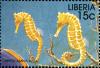 Colnect-3977-589-Yellow-Seahorse-Hippocampus-kuda.jpg