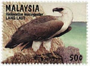 Colnect-5652-493-White-bellied-Sea-eagle-Haliaeetus-leucogaster.jpg