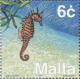 Colnect-131-355-Long-snouted-Seahorse-Hippocampus-ramulosus.jpg