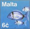 Colnect-131-348-Common-Two-banded-Seabream-Diplodus-vulgaris.jpg