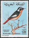 Colnect-1895-048-Moussier--s-Redstart-Phoenicurus-moussieri.jpg