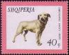 Colnect-723-177-Istrian-Shorthaired-Hound-Canis-lupus-familiaris.jpg