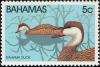 Colnect-862-657-White-cheeked-Pintail-Anas-bahamensis.jpg