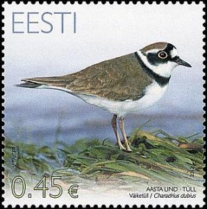 Colnect-1061-881-Little-Ringed-Plover-Charadrius-dubius.jpg