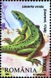 Colnect-5189-154-European-Green-Lizard-Lacerta-viridis.jpg