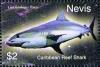 Colnect-5837-416-Cariibbean-reef-shark-Carcharhinu-perezi.jpg