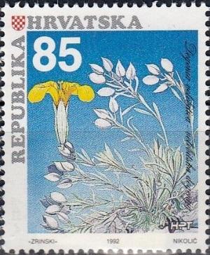Colnect-3528-337-Degenia-velebitica.jpg