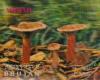 Colnect-1091-443-Mushrooms-Cantharellus-tubae--formis-var-Lutescens.jpg