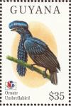Colnect-1664-205-Long-wattled-Umbrellabird-Cephalopterus-penduliger.jpg