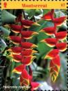 Colnect-5072-335-Heliconia-rostrata.jpg