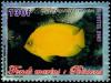 Colnect-5190-974-Yellow-Angelfish-Centropyge-heraldi-.jpg