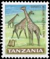 Colnect-5519-050-Giraffe-Giraffa-camelopardalis-in-Mikumi-National-Park.jpg