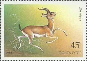 Colnect-195-316-Goitered-gazelle-Gazella-subgutturosa-.jpg