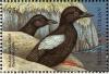 Colnect-4198-422-Black-Guillemot%C2%A0%C2%A0%C2%A0%C2%A0Cepphus-grylle.jpg