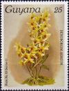 Colnect-4135-447-Dendrobium-aureum.jpg