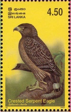 Colnect-2543-485-Crested-Serpent-Eagle-Spilornis-cheela-.jpg