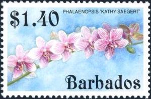 Colnect-5400-483-Phalaenopsis-Kathy-Sagaert.jpg