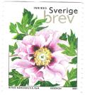 Colnect-3274-179-Paeonia-suffruticosa.jpg
