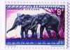 Colnect-555-019-African-Elephant-Loxodonta-africana.jpg