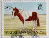 Colnect-2188-205-Pony-Equus-ferus-caballus.jpg