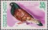 Colnect-1957-441-Orbetan-High-Flier-Columba-livia-forma-domestica.jpg