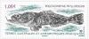 Colnect-3199-300-Saddleback-Plunderfish-Pogonophryne-phyllopogon.jpg