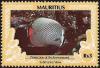 Colnect-3551-924-Redtail-Butterflyfish-Chaetodon-collare.jpg