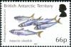 Colnect-3716-125-Antarctic-Silverfish-Pleuragramma-antarctica.jpg