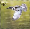 Colnect-4412-961-Belted-Kingfisher-Megaceryle-alcyon-in-flight.jpg